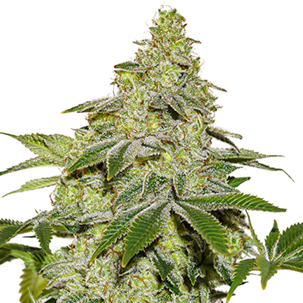 Semilla feminizada Auto Sherbet de Seedstockers para cultivo automático