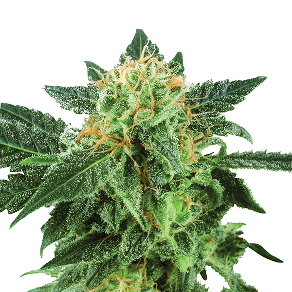Semillas feminizadas Auto-Short Rider para cultivo automático