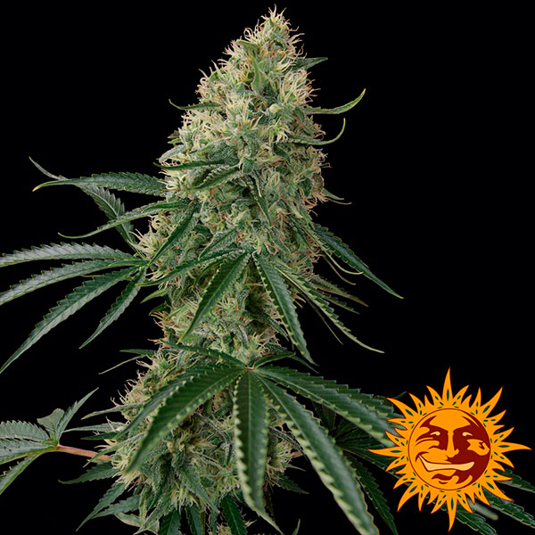 semilla autofloreciente Auto Sin Tra de Barney's Farm para cultivo