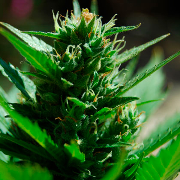 Semillas feminizadas Auto Skull Ryder de Black Skull Seeds para cultivo automático