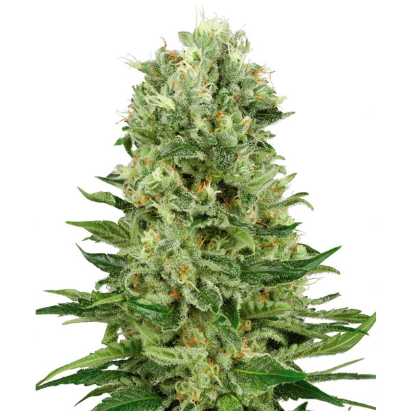 Planta Auto Skunk 1.3 autofloreciente semillas feminizadas Sensi Seeds