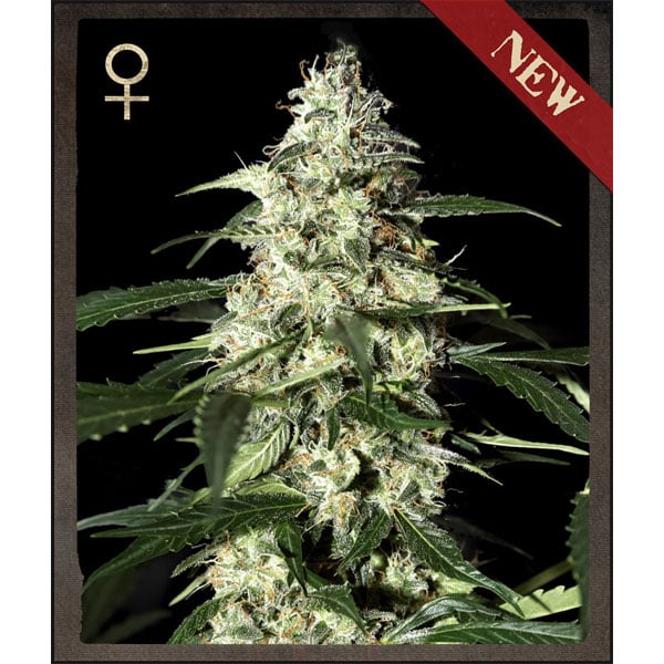Planta Auto Skunk 3 feminizada de Strain Hunters para cultivo de cannabis