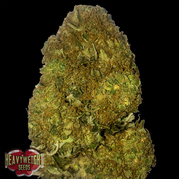 Semillas feminizadas Auto Skunky Monkey de Heavyweight Seeds para cultivo automático