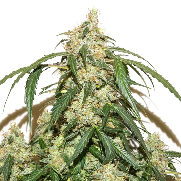 Planta Auto Skywalker Haze feminizada de Dutch Passion en maceta