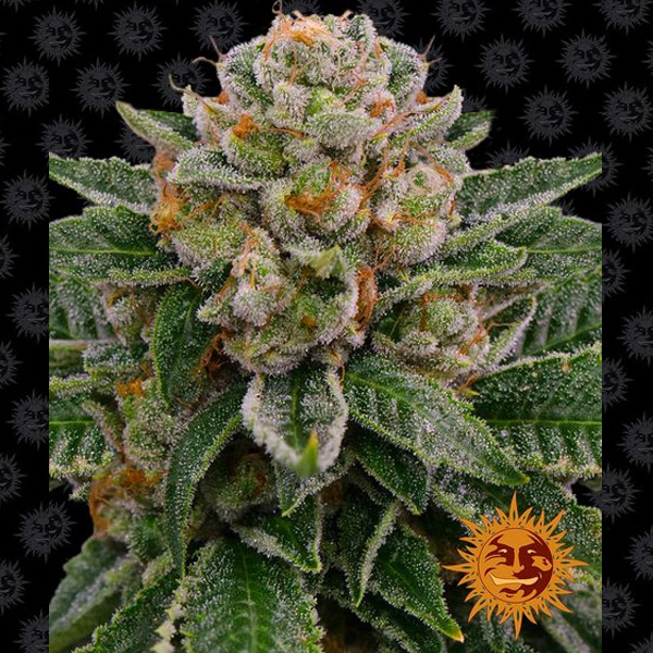 Planta Auto-Skywalker OG 1 unidad feminizada para cultivo en interior