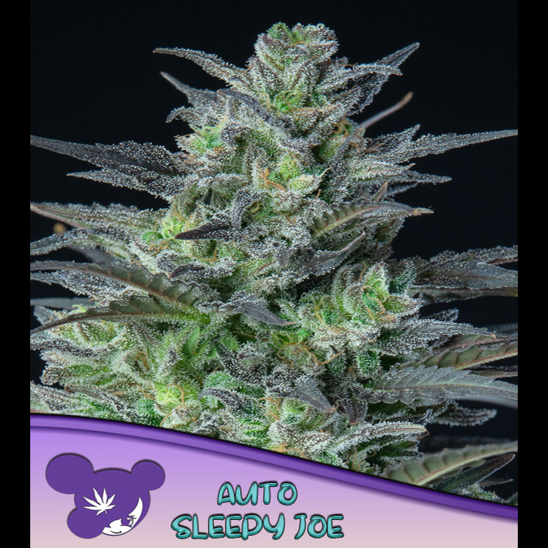 Semillas feminizadas Auto Sleepy Joe 3 unidades Anesia