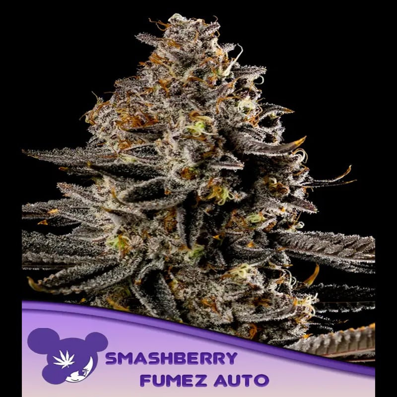 Tres semillas feminizadas Auto Smashberry Fumez para cultivo de cannabis