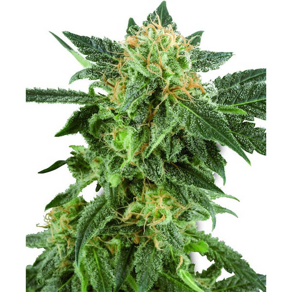 Semillas feminizadas Auto Snow Ryder para cultivo de cannabis