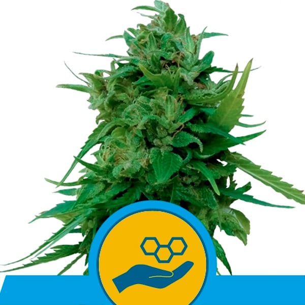 semilla feminizada Auto Solomatic CBD de Royal Queen para cultivo de cannabis medicinal