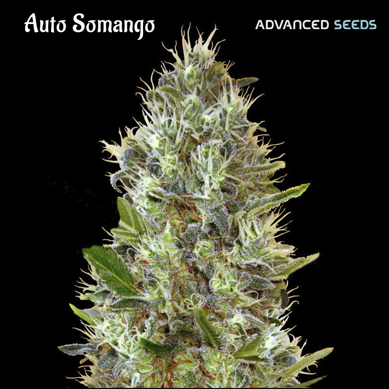 Planta Auto Somango 3 1 unidad feminizada Advanced Seeds
