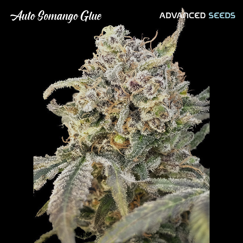 planta Auto Somango Glue en maceta, semilla feminizada de Advanced Seeds