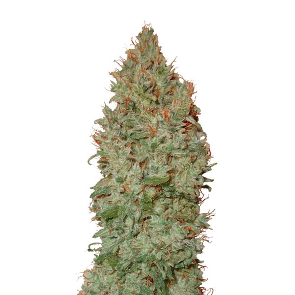 Racimo de cogollos feminizados Auto Sour Diesel con CBD para cultivo