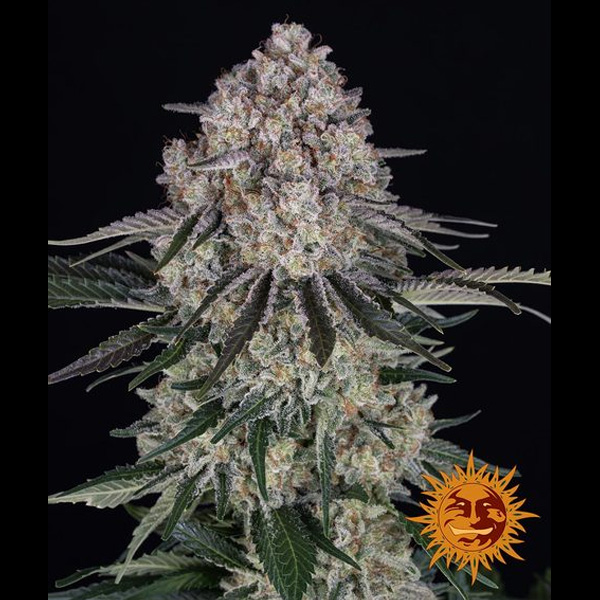 Semilla feminizada Auto Sour Diesel de Barneys para cultivo automático