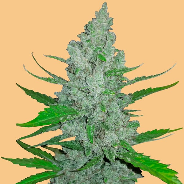 Semilla feminizada Auto Sour Diesel de FastBuds Seeds para cultivo automático