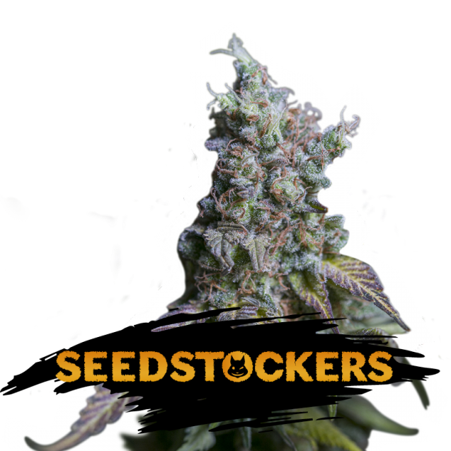 Semilla feminizada Auto Sour Diesel de Seedstockers para cultivo de cannabis