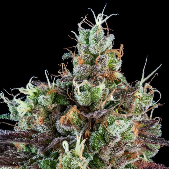semillas feminizadas Auto Sour Ripper de Ripper Seeds para cultivo
