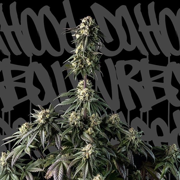 semilla autofloreciente feminizada Auto Space Cookies CBD de DaHood Urban Seeds