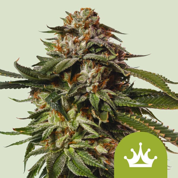 planta Auto Special Queen variedad feminizada Royal Queen