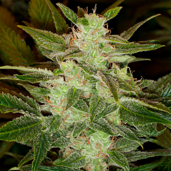 Semillas autoflorecientes Auto Speed Haze de Blackskull para cultivo