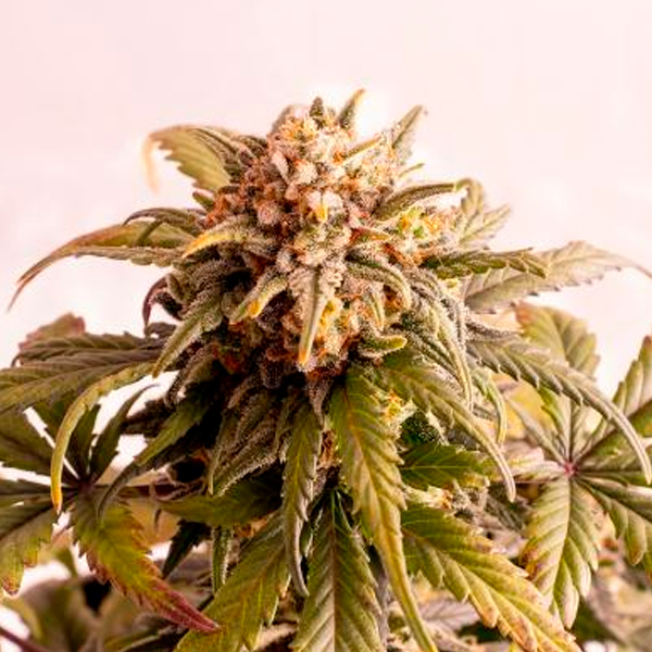 semilla feminizada Auto Speedy Boom de Kannabia Seeds para cultivo automático