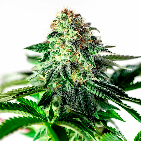 semilla autofloreciente Auto Sticky Dream feminizada de Positronics Seeds para cultivo