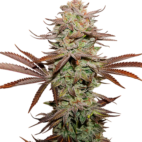 semilla feminizada Auto Sticky Fingers Seedstockers para cultivo de cannabis
