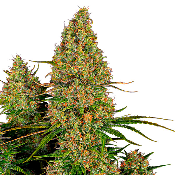 semillas autoflorecientes Auto Sticky Orange de Sensi Seeds Bank