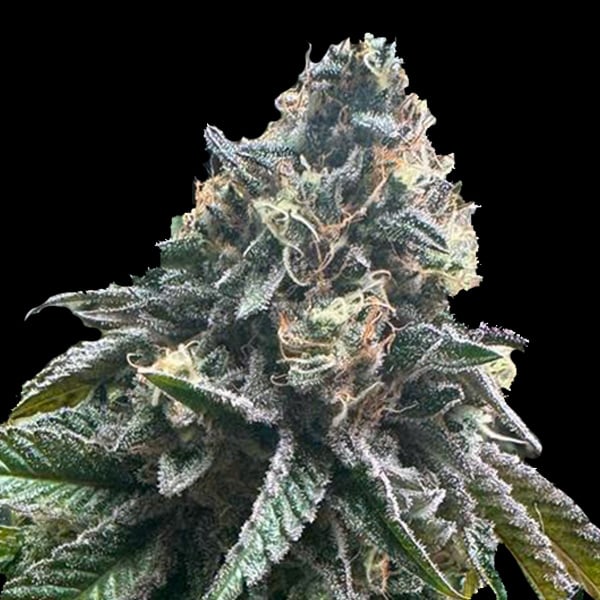 Semilla feminizada Auto StrawBilbo Banana de Genehtik para cultivo automático
