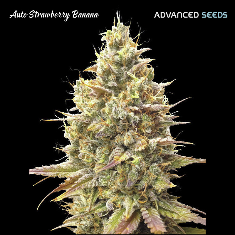 Auto-Strawberry-Banana-1-u-fem-Advanced-Seeds