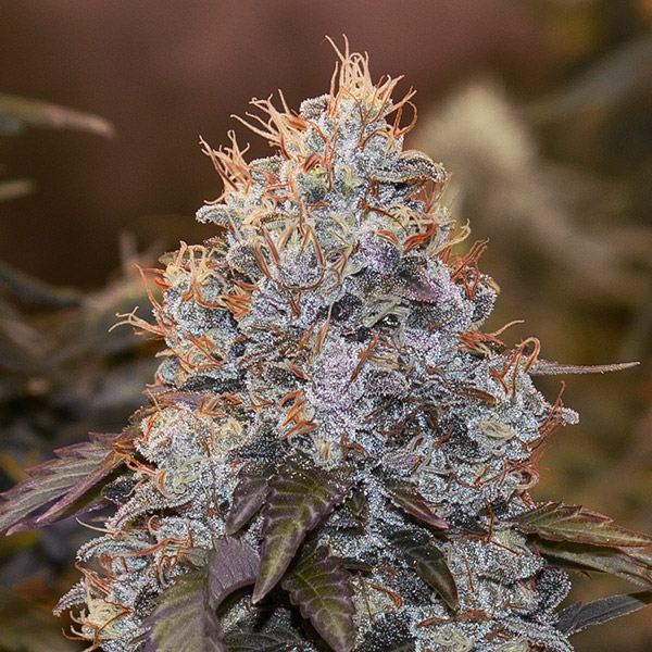 Semilla autofloreciente Auto Strawberry Banana de High Speed Buds