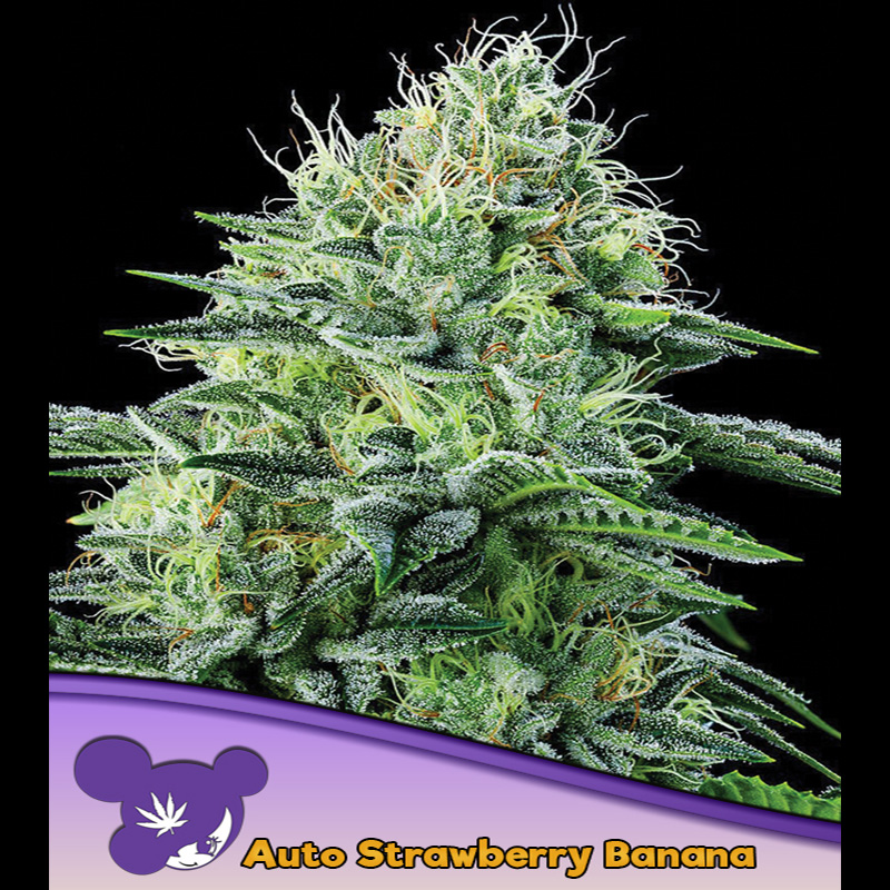 Plántulas Auto Strawberry Banana feminizadas Anesia para cultivo