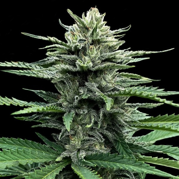 Semillas feminizadas Auto Strawberry Banana de DNA Genetics para cultivo automático
