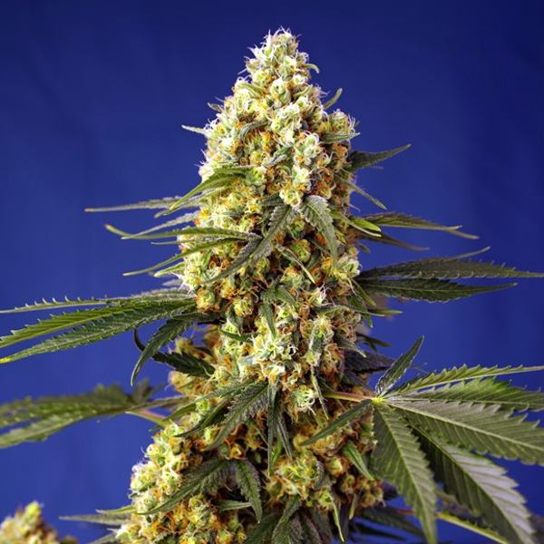 semillas feminizadas Auto Strawberry Banana Gelato XL Sweet Seeds