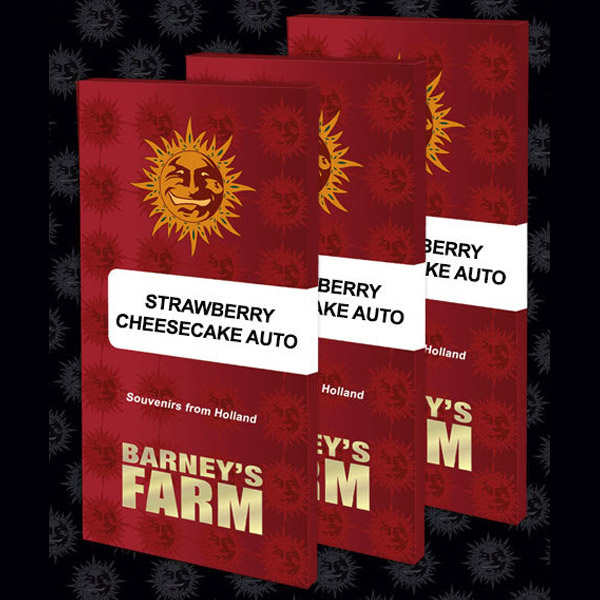 Semilla feminizada Auto Strawberry Cheesecake para cultivo