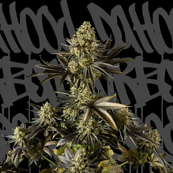 Semilla autofloreciente Auto Strawberry Cream de DaHood Urban Seeds para cultivo en interiores y exteriores