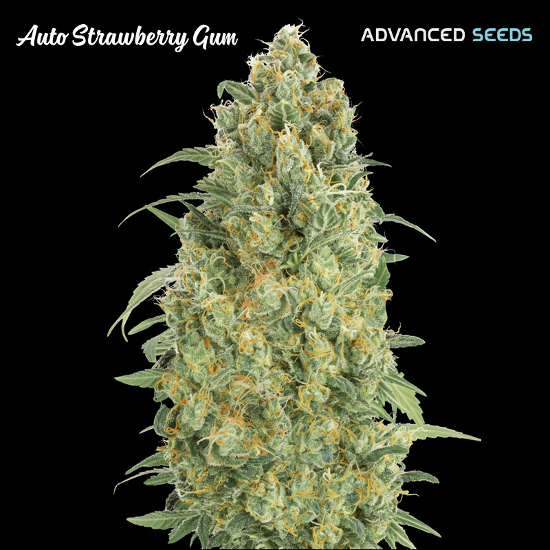 Planta Auto Strawberry Gum de Advanced Seeds en etapa de floración