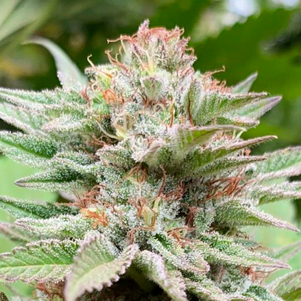 semilla autofloreciente Auto Strawberry Haze de Kannabia Seeds