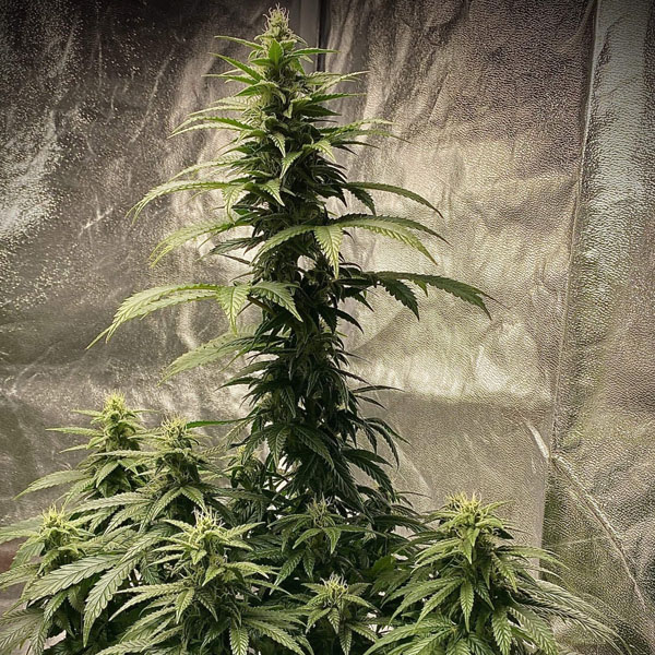 semilla autofloreciente Auto Strawberry Shortcake de Pure Instinto