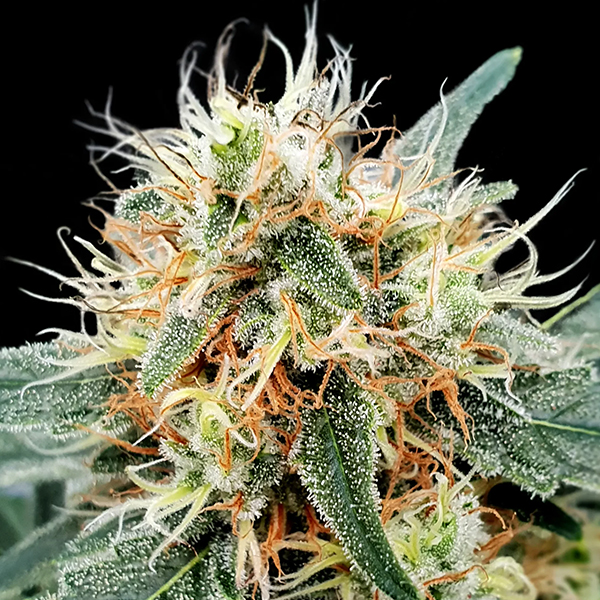 Tres semillas feminizadas Auto-Stromboli de Paradise Seeds