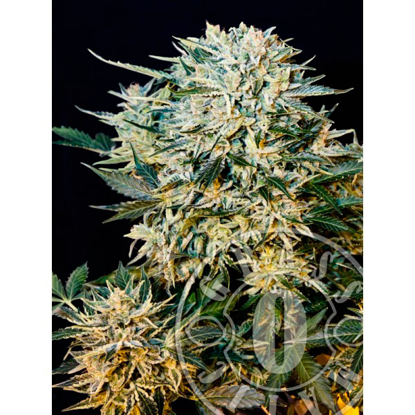 Semilla feminizada Auto Sugar Gom de Grassomatic para cultivo automático