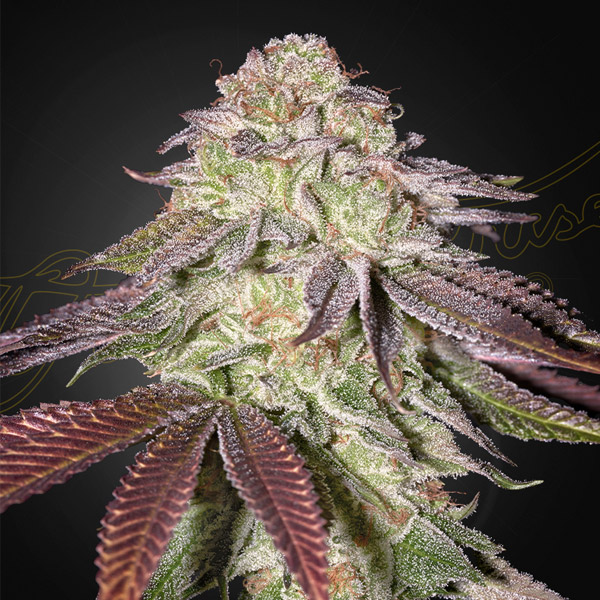 Semilla autofloreciente feminizada Auto Sugarlato de Green House