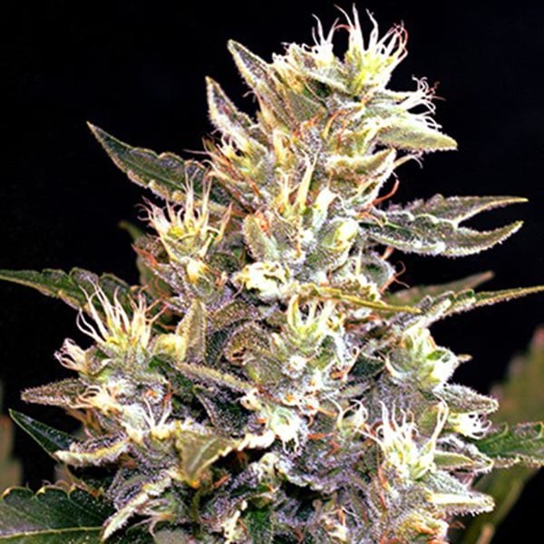 semillas autoflorecientes Auto Sunset Vibes de G13 Labs