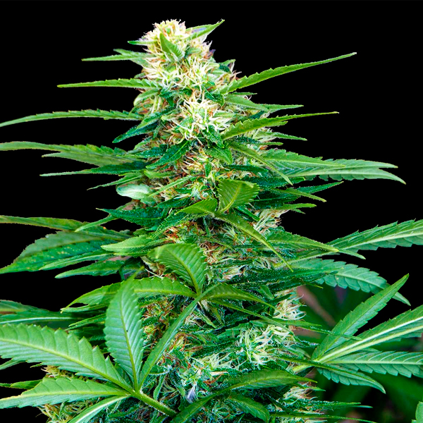 planta Auto Super Big Raze 47-1 feminizada de Xtreme Seeds en etapa de crecimiento