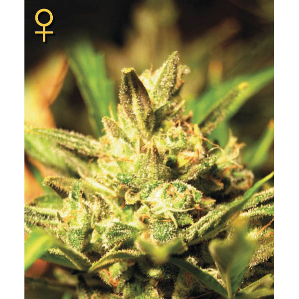 semillas feminizadas Auto Super Critical de Green House para cultivo automático