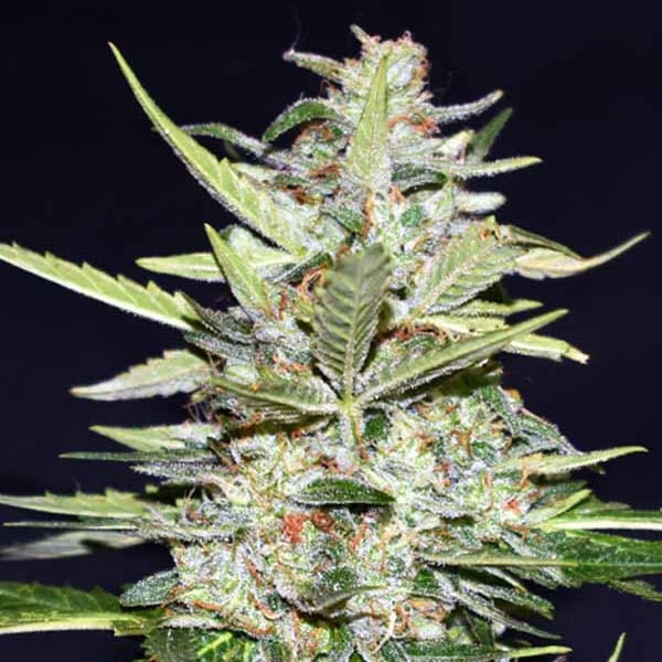 semilla feminizada Auto Super Fruit Orange Cookies de Xtreme Seeds