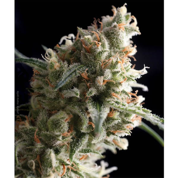 Blíster con 12 unidades de semillas feminizadas Auto Super Hash de Pyramid Seeds
