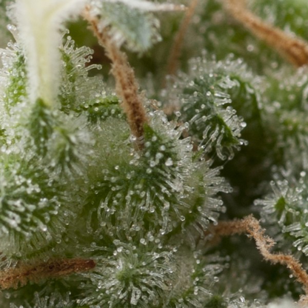 Semillas feminizadas Auto Super Hash de Pyramid Seeds para cultivo automático