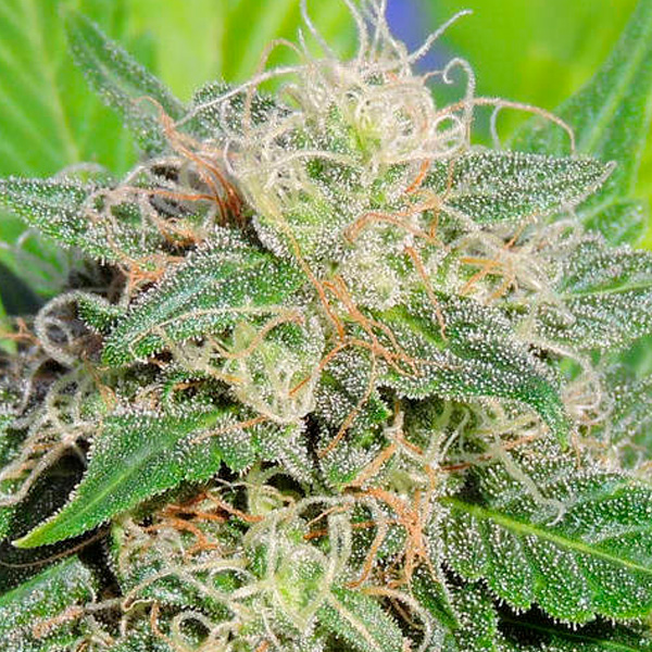 Planta Auto Super Lemon Haze autofloreciente para cultivo