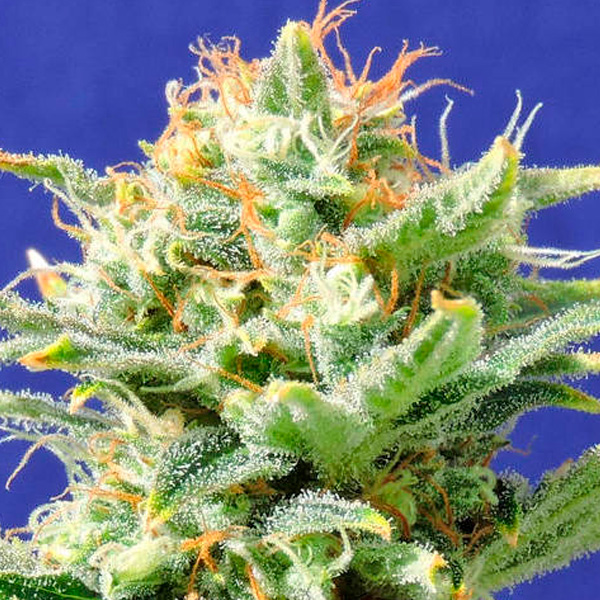 Planta Auto Super Skunk en maceta, variedad feminizada para cultivo en interior y exterior