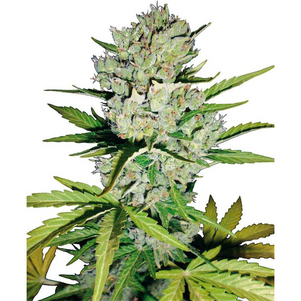 Semillas feminizadas Auto Super Skunk White Label para cultivo automático